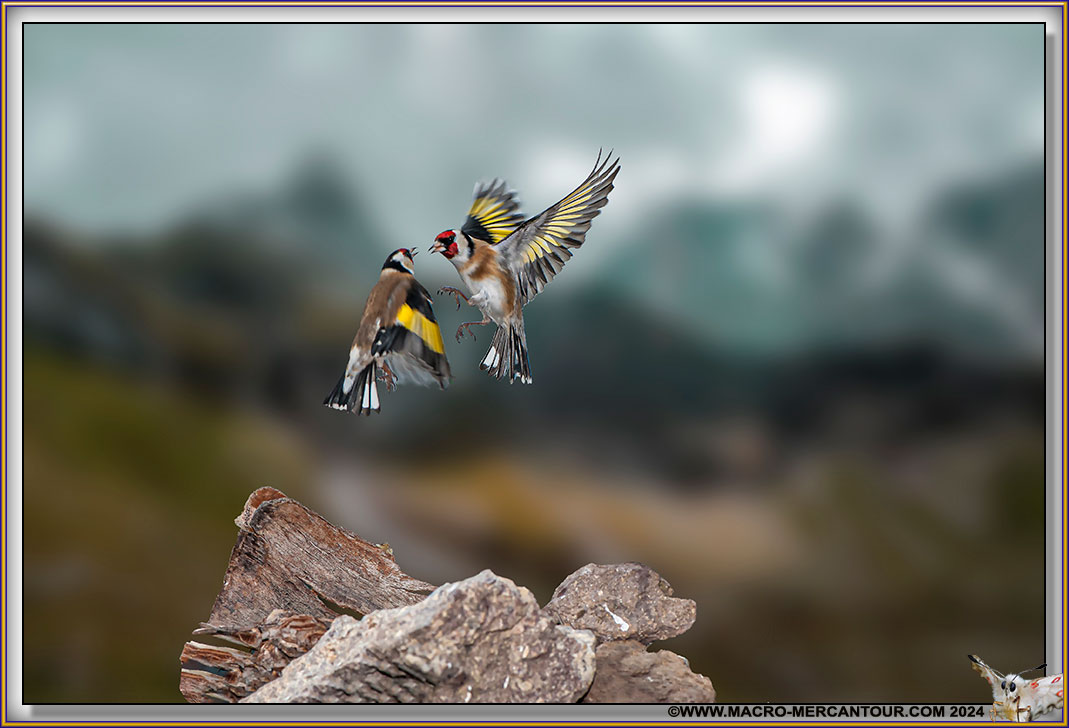 Chardonneret élégant